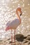 Pink Flamingo, Greater flamingo in their natural environment Phoenicopterus roseus