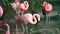 Pink flamingo groom farm. Bird walking park. Colorful flock stroll pond. Florida