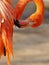 Pink Flamingo Grooming Close-up