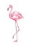 Pink flamingo hand drawn vector illustration. Cute exotic bird color drawing. African fauna representative, realistic