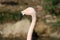 Pink flamingo head