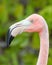 Pink Flamingo Head in Galapagos