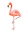 Pink flamingo, isolated on white, watercolor illustration