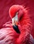 a pink flamingo with its beak close up