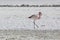 Pink flamingo in lagoon Colorada, Altiplano, Bolivia