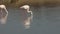 Pink flamingo on lake,phoenicopterus, beautiful white pinkish bird in pond, aquatic bird in its environment,Africa,wildlife scene