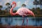 Pink flamingo, long neck, curved legs, and big beak, strolls