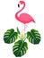 Pink flamingo and monstera or split-leaf philodendron Monstera deliciosa.