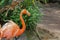 Pink Flamingo in New Orleans, USA