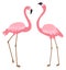 Pink flamingo pair icon. Romantic tropical birds