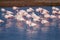 pink flamingo park of po comacchio