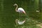 Pink Flamingo - Phoenicopteriformes stands in the pond water, has its head in the water and hunts for food. Its image is reflected