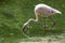 Pink Flamingo - Phoenicopteriformes stands in the pond water, has its head in the water and hunts for food. Its image is reflected