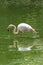 Pink Flamingo - Phoenicopteriformes stands in the pond water, has its head in the water and hunts for food. Its image is reflected