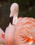 Pink Flamingo Portrait with Isolated Background