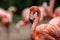 Pink flamingo portrait in nature