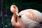 Pink flamingo preening