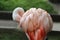 Pink Flamingo Preening its Feathers