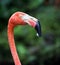 Pink Flamingo in the rain