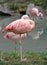 pink flamingo resting on one leg on the bank of the pond