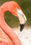 Pink Flamingo Side Photo