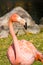 Pink Flamingo Side Photo Facing Right