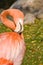 Pink Flamingo Side Photo facing right showing preening activity