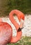 Pink Flamingo Side Photo facing right showing S profile of neck and head