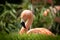 A pink flamingo sitting in the grass