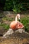 A pink flamingo sitting on a nest