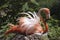 Pink flamingo sitting on nest