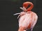 Pink flamingo at Slimbridge Gloucestershire, England