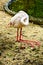 Pink flamingo standing asleep at the poolside zoo