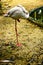 Pink flamingo standing asleep at the poolside zoo