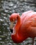 Pink Flamingo standing dark background