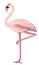 Pink flamingo standing on one leg, vector