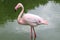 Pink flamingo standing up in a pond