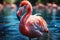 Pink flamingo standing in the water