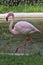 A pink flamingo stands near a pond. Flamingos or flamingoes are a type of wading bird.