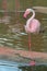 A pink flamingo stands near a pond. Flamingos or flamingoes are a type of wading bird.