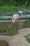 A pink flamingo stands near a pond. Flamingos or flamingoes are a type of wading bird.