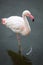 Pink flamingo stands on one leg in the water at the evening