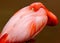 Pink Flamingo stands while sleeping with one eye open.