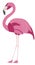 A pink flamingo stands tall