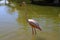 Pink flamingo stands in the water