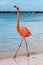 Pink Flamingo Strutting Down the Beach.