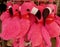 Pink flamingo stuffed toy animals with Camargue written on them for sale in Saintes Marie de la Mer, France.