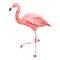 Pink flamingo. Tropical exotic bird rose flamingos isolated on white background. Watercolor hand drawn realistic animal