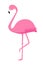 Pink Flamingo vector isolate on white background. Exotic bird