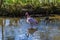 A pink Flamingo wades through a pond in a wood in Northamptonshire, UK